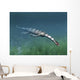 Keichousaurus Hui Aquatic Reptile Wall Decal