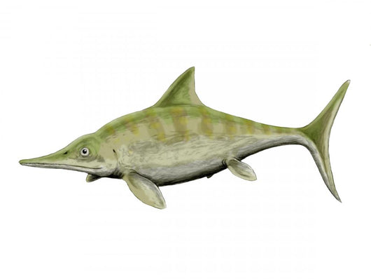 Ophthalmosaurus Icenicus Ichthyosauria Middle Wall Decal