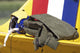 Close-up Pilot Gear Wing Wall Decal
