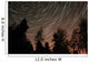 Star Trails over Trees Wall Decal