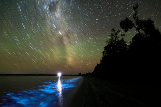 Star Trails and Bioluminescence Wall Decal Design 1
