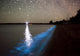 Star Trails and Bioluminescence Wall Decal Design 3