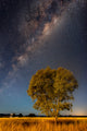 Milky Way and Tree Wall Decal