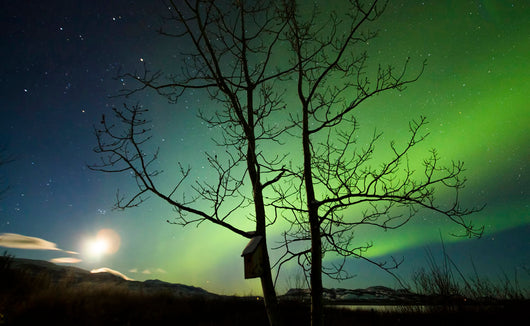 Moonset and Northern Lights Wall Decal