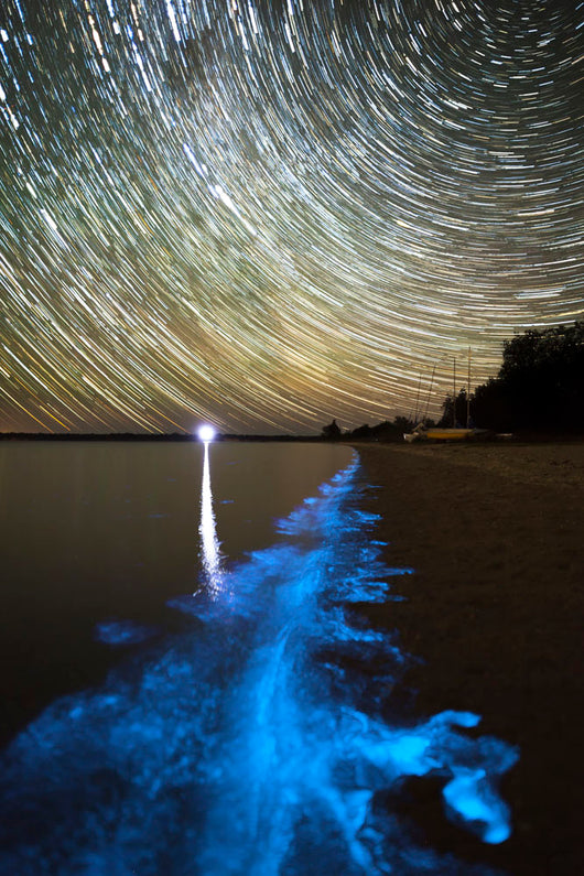 Star Trails and Bioluminescence Wall Decal Design 1