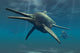 Shonisaurus Was Genus Ichthyosaur Wall Decal