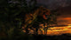 Tyrannosaurus Rex Emerging from Wall Decal