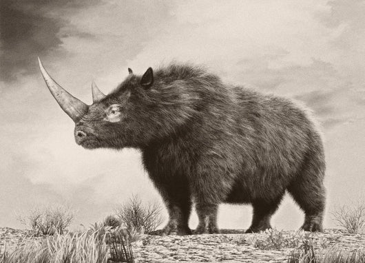 Woolly Rhinoceros Is Extinct Wall Decal