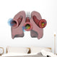 Lungs and Bronchioles Depicting Wall Decal