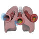 Lungs and Bronchioles Depicting Wall Decal