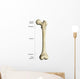 Gross Anatomy Long Bone Wall Decal