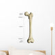 Gross Anatomy Long Bone Wall Decal