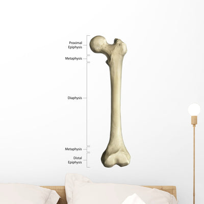 Gross Anatomy Long Bone Wall Decal shown on a wall