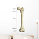 Gross Anatomy Long Bone Wall Decal
