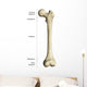 Gross Anatomy Long Bone Wall Decal