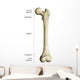Gross Anatomy Long Bone Wall Decal