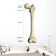 Gross Anatomy Long Bone Wall Decal