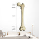 Gross Anatomy Long Bone Wall Decal