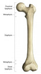 Gross Anatomy Long Bone Wall Decal