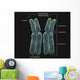 Homologous Chromosomes with Annotations Wall Decal