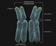 Homologous Chromosomes with Annotations Wall Decal