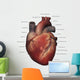 Anterior Human Heart Anatomy Labeled Wall Decal