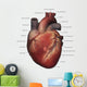 Anterior Human Heart Anatomy Labeled Wall Decal