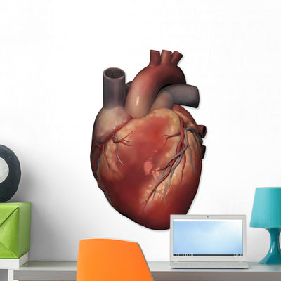 Anterior Human Heart Anatomy Wall Decal shown on a wall