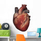Anterior Human Heart Anatomy Wall Decal