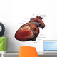 Lateral Human Heart Anatomy Wall Decal