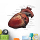 Lateral Human Heart Anatomy Wall Decal