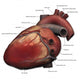 Lateral Human Heart Anatomy Wall Decal