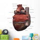 Posterior Human Heart Anatomy Wall Decal