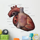 Right Lateral Human Heart Wall Decal