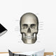 Anterior Human Skull Anatomy Labeled Wall Decal