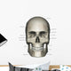 Anterior Human Skull Anatomy Labeled Wall Decal
