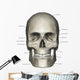Anterior Human Skull Anatomy Labeled Wall Decal