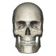 Anterior Human Skull Anatomy Wall Decal