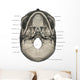 Inferior Human Skull Anatomy Labeled Wall Decal