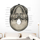 Inferior Human Skull Anatomy Labeled Wall Decal