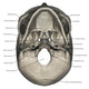 Inferior Human Skull Anatomy Labeled Wall Decal