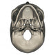 Inferior Human Skull Anatomy Wall Decal