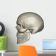 Lateral Human Skull Anatomy Wall Decal