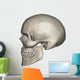 Lateral Human Skull Anatomy Wall Decal