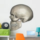 Lateral Human Skull Anatomy Wall Decal