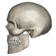 Lateral Human Skull Anatomy Wall Decal