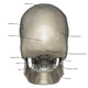 Posterior Human Skull Anatomy Labeled Wall Decal