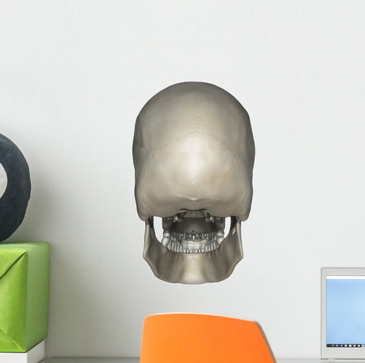 Posterior Human Skull Anatomy Wall Decal