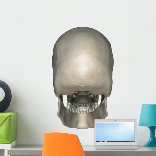 Posterior Human Skull Anatomy Wall Decal