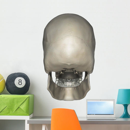 Posterior Human Skull Anatomy Wall Decal